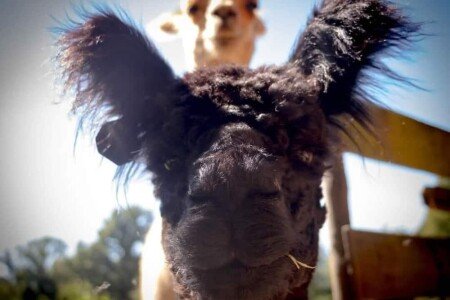 Bed and breakfast Agriturismo, 2 chambres, avec jardin