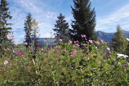 Maison 3 chambres, avec wifi