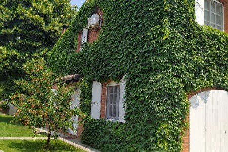 Appartamento 2 camere, con giardino