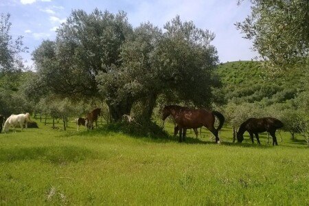 Gîte chic, 3 chambres, avec piscine