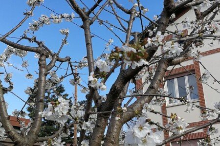 Appartamento 2 camere, con giardino