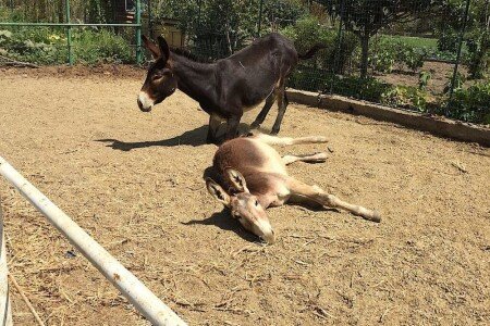 Casa 2 camere, con giardino
