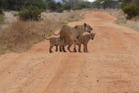 Bed and breakfast 1 bedroom, with pool