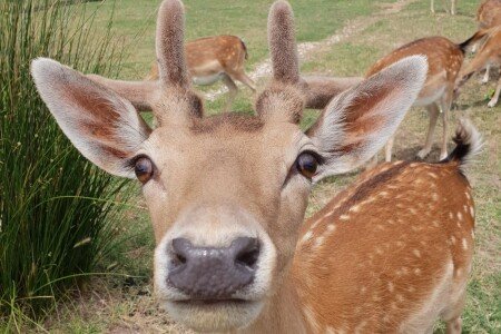 Studio Agriturismo, 1 chambre, avec piscine