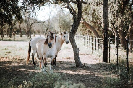 Bed and breakfast 2 bedrooms, with gym