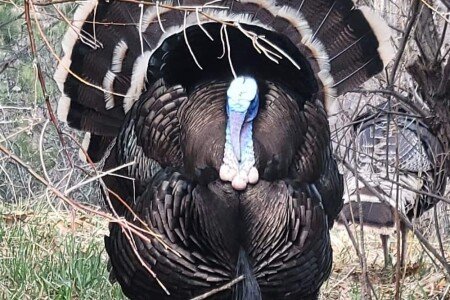 Bed and breakfast 1 bedroom, with gym