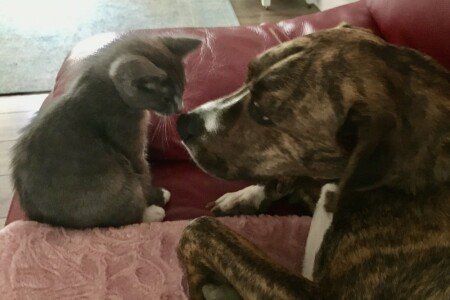 Bed and breakfast 1 bedroom, with garden